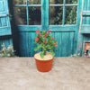 Euphorbia milii crown of thorns red