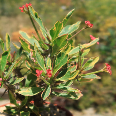 Euphorbia milii Crown of Thorns Variegated