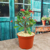 Euphorbia milii crown of thorns red