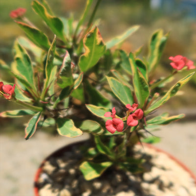 Euphorbia milii Crown of Thorns Variegated