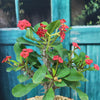 Euphorbia milii crown of thorns red