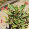 Euphorbia milii Crown of Thorns Variegated