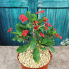 Euphorbia milii crown of thorns red