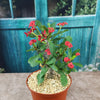 Euphorbia milii crown of thorns red