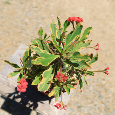 Euphorbia milii Crown of Thorns Variegated