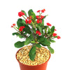 Euphorbia milii crown of thorns red