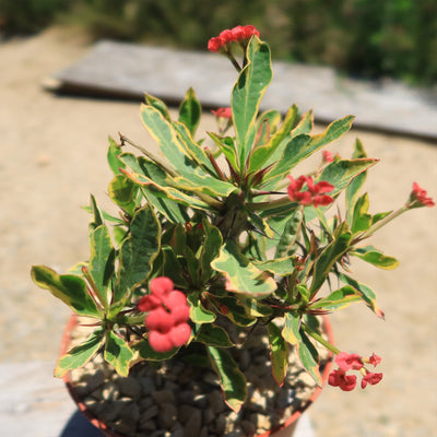 Euphorbia milii Crown of Thorns Variegated