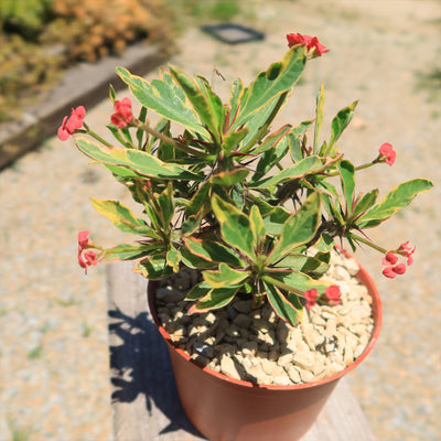 Euphorbia milii Crown of Thorns Variegated