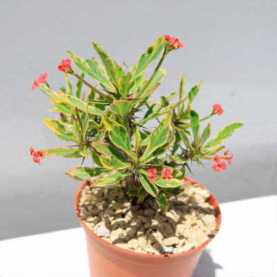 Euphorbia milii Crown of Thorns Variegated