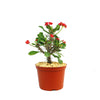 Euphorbia milii crown of thorns red