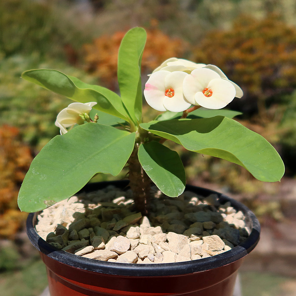 Euphorbia milii grandiflora Dawn
