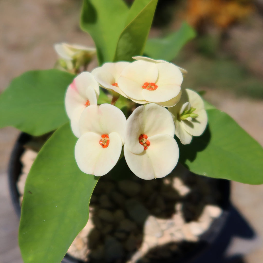 Euphorbia milii grandiflora Dawn