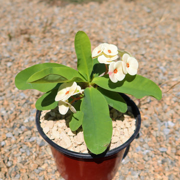 Shop 'Euphorbia milii grandiflora Dawn' Care & Info Planet Desert