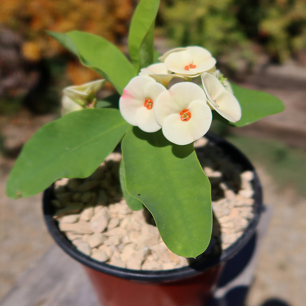 Euphorbia milii grandiflora Dawn