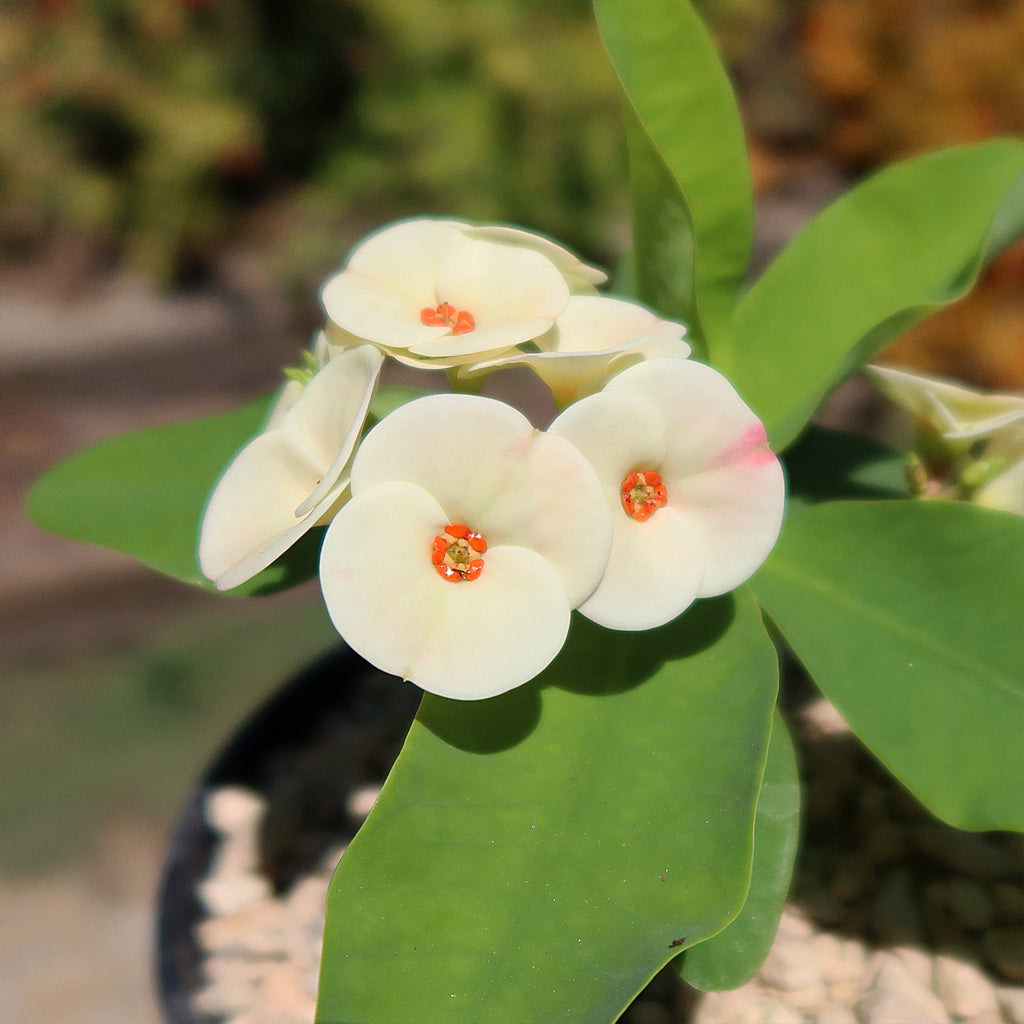 Euphorbia milii grandiflora Dawn