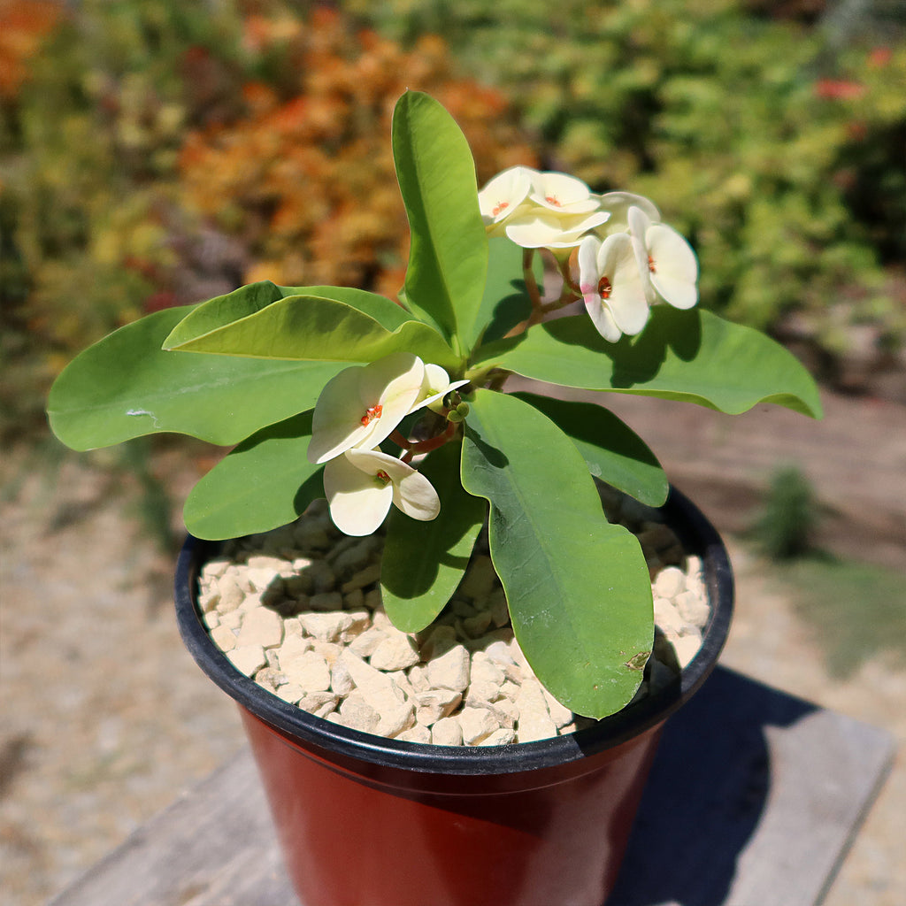 Euphorbia milii grandiflora Dawn