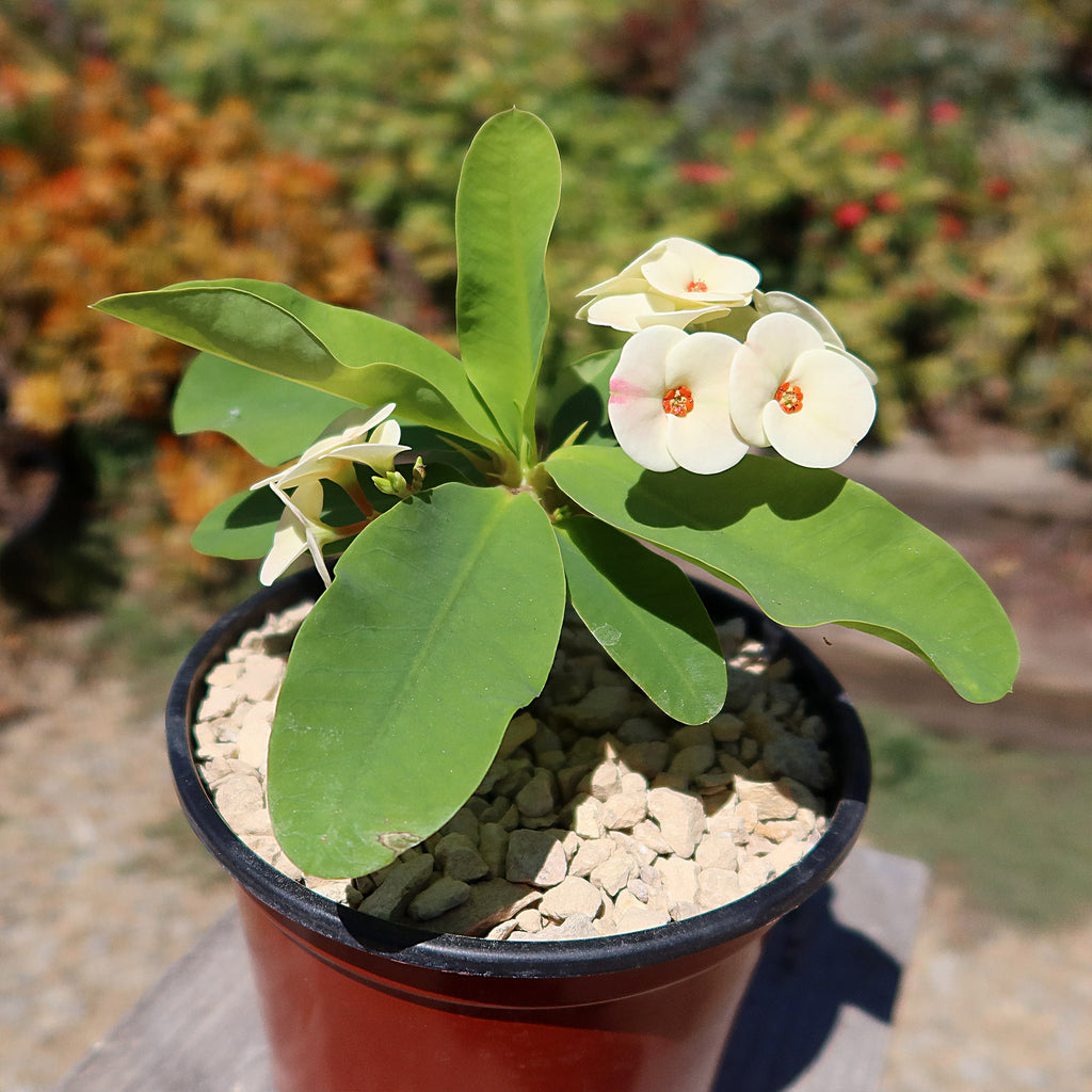 Euphorbia milii grandiflora Dawn
