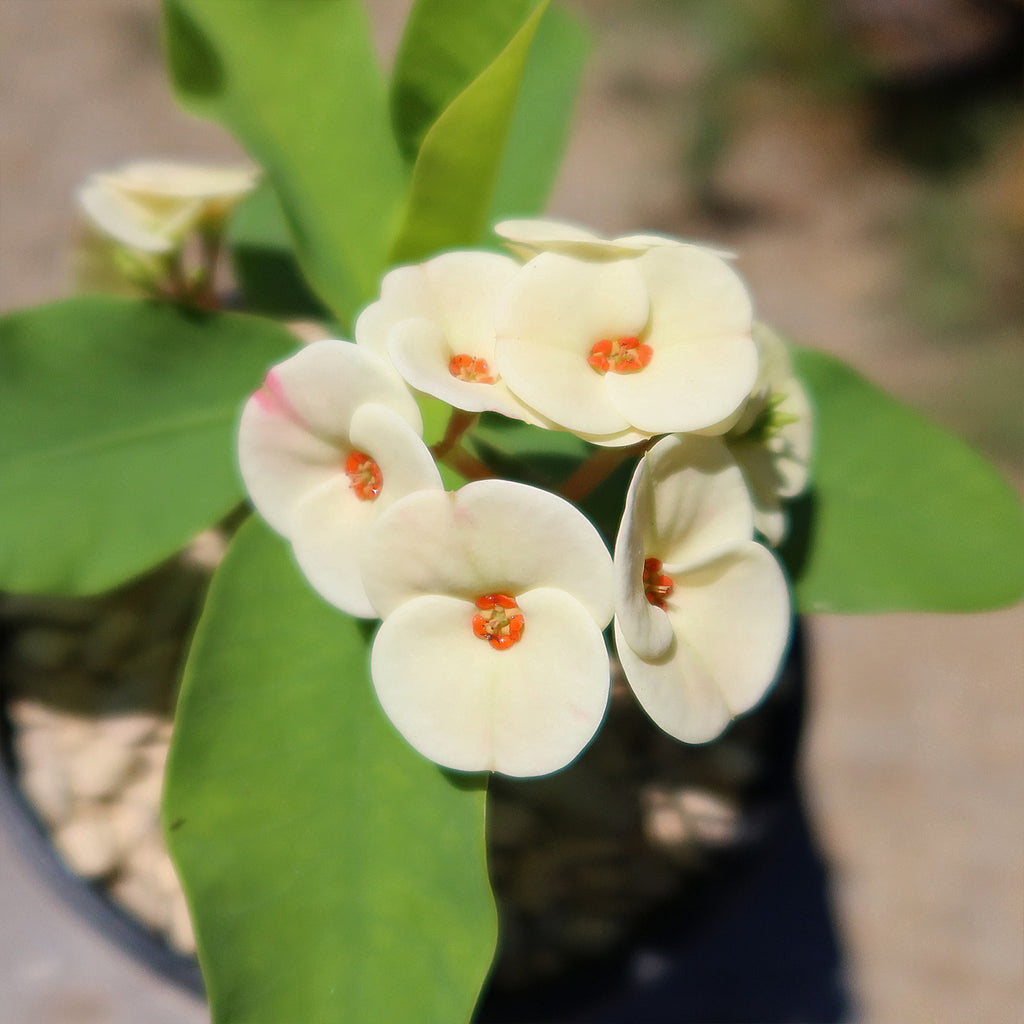 Euphorbia milii grandiflora Dawn