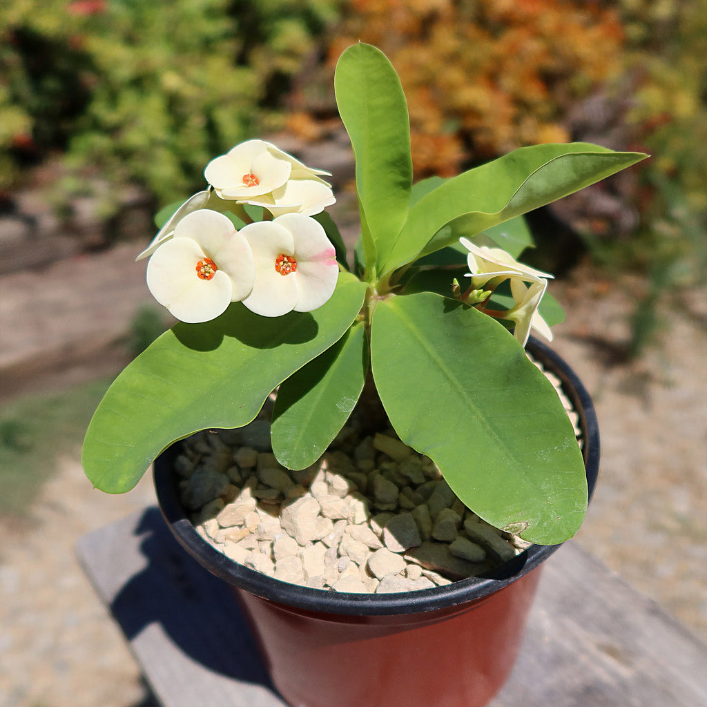 Euphorbia milii grandiflora Dawn
