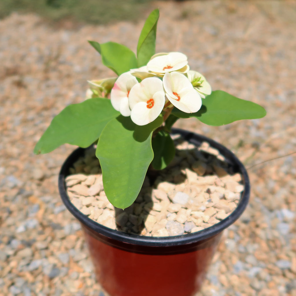 Euphorbia milii grandiflora Dawn