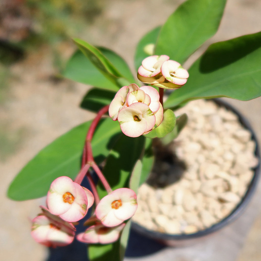 Euphorbia milii grandiflora ‘Harlequin’ 