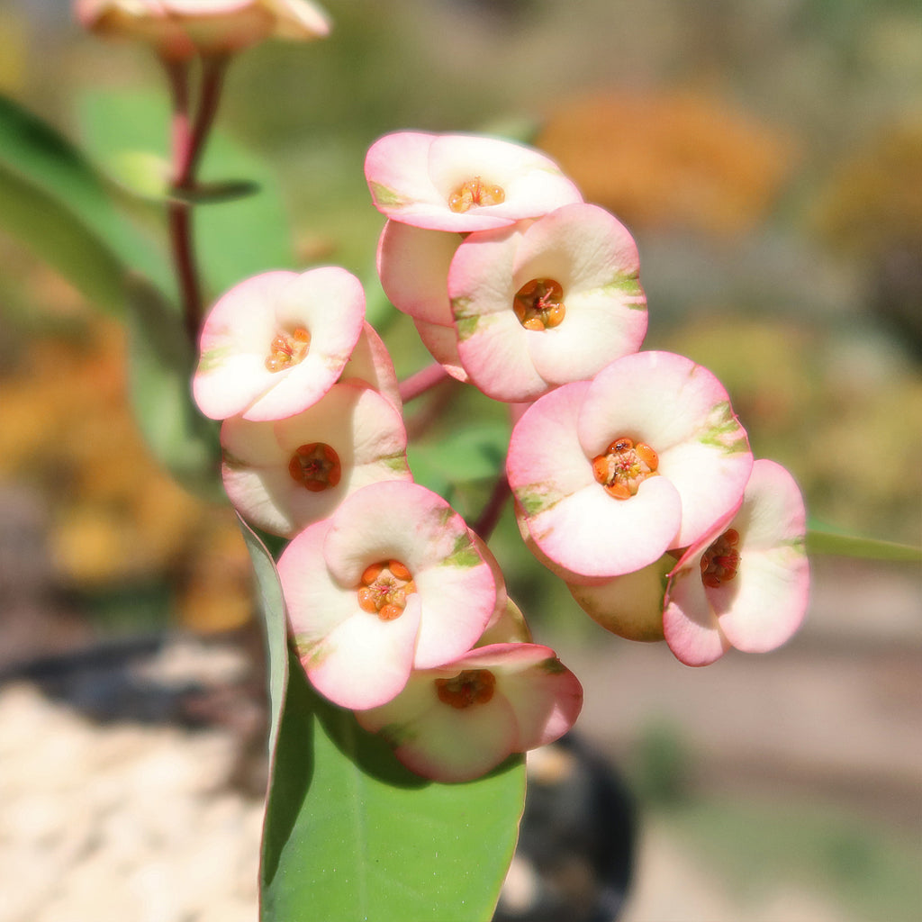 Euphorbia milii grandiflora ‘Harlequin’ 