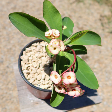 Shop Euphorbia milii grandiflora'Harlequin' Care and Info Planet Desert