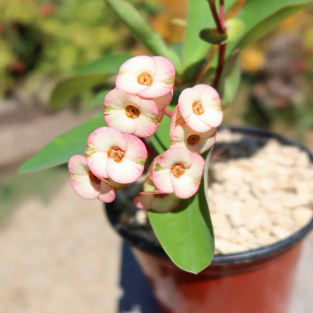 Euphorbia milii grandiflora ‘Harlequin’ 