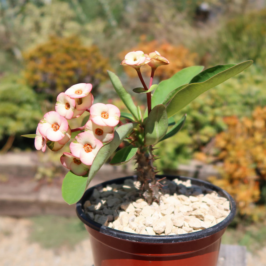 Euphorbia milii grandiflora ‘Harlequin’ 