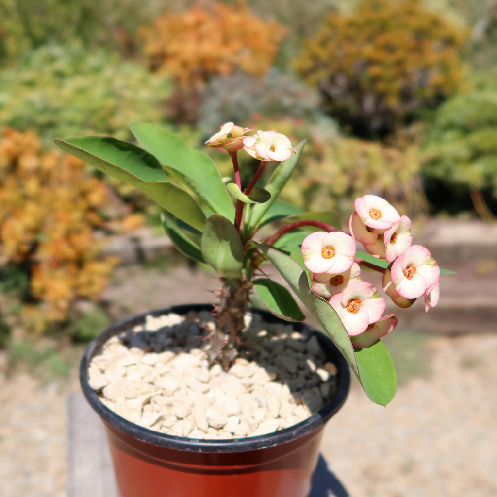 Euphorbia milii grandiflora ‘Harlequin’ 
