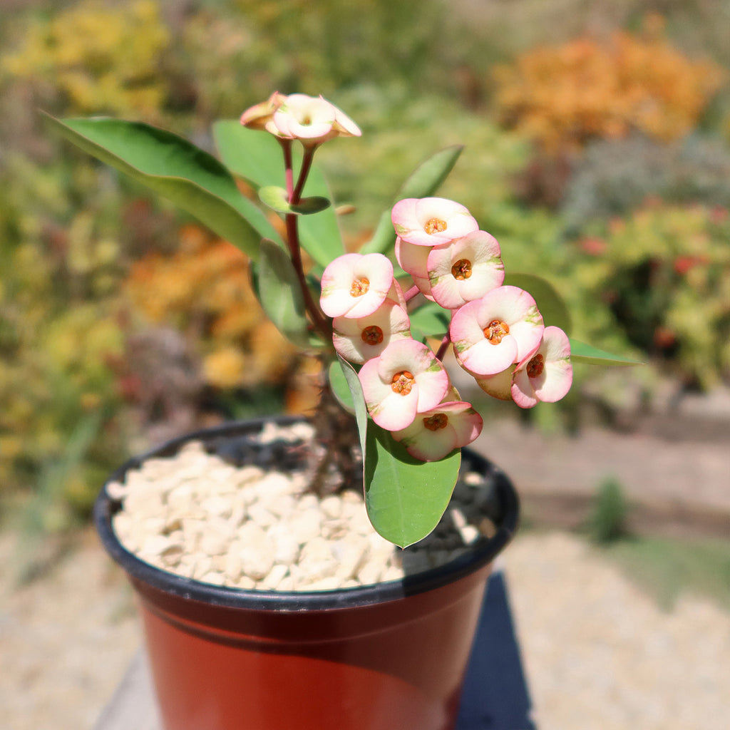Euphorbia milii grandiflora ‘Harlequin’ 