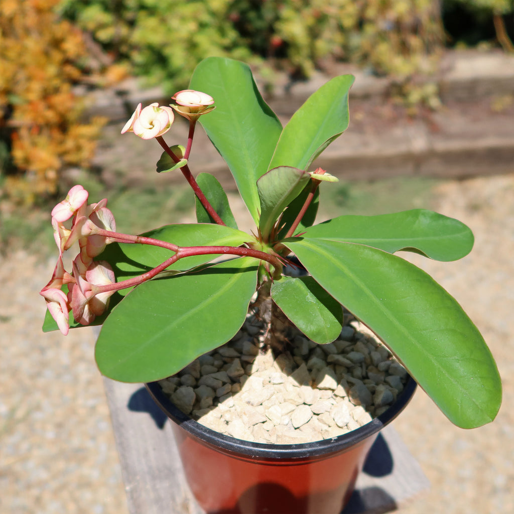 Euphorbia milii grandiflora ‘Harlequin’ 