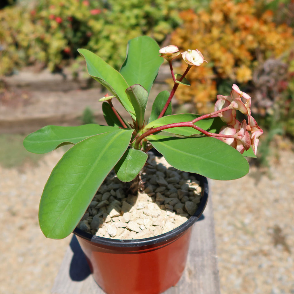 Euphorbia milii grandiflora ‘Harlequin’ 