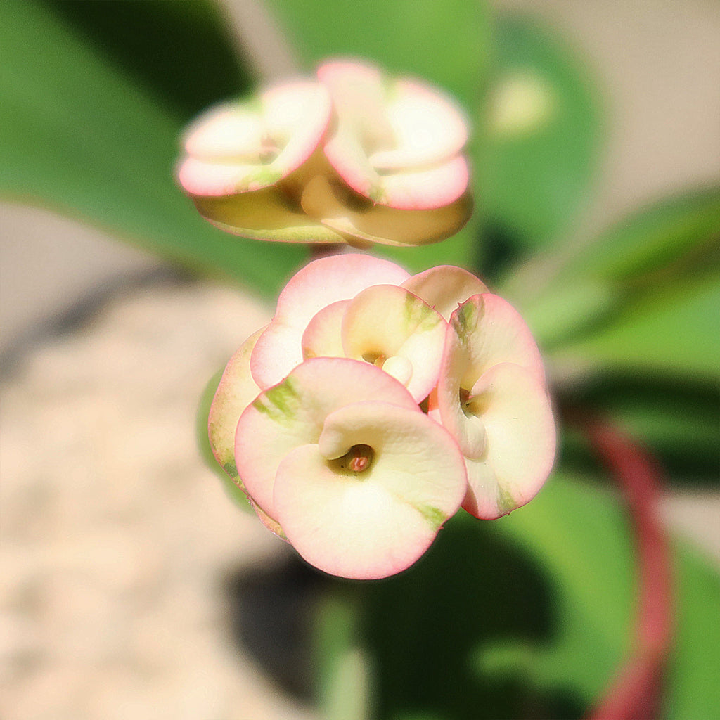 Euphorbia milii grandiflora ‘Harlequin’ 
