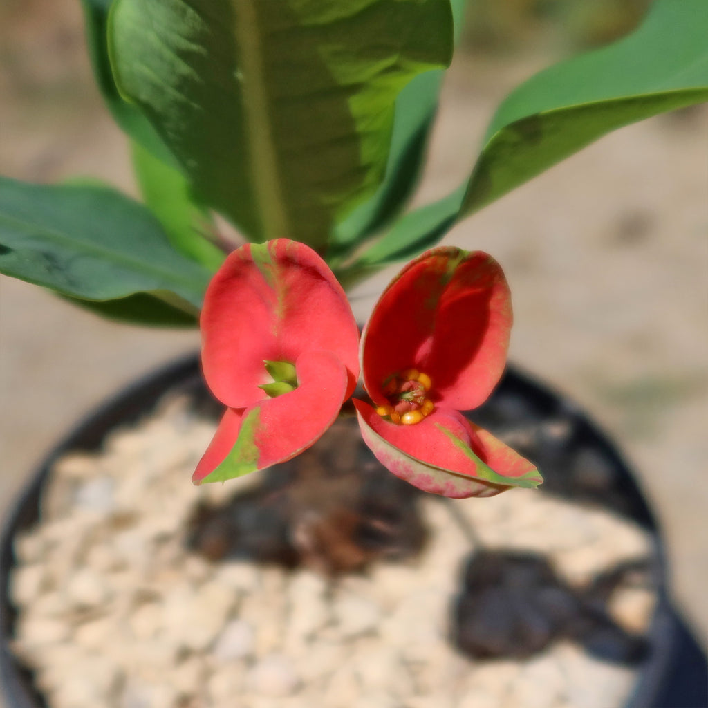Euphorbia milii Maha sethi ‘Thai’