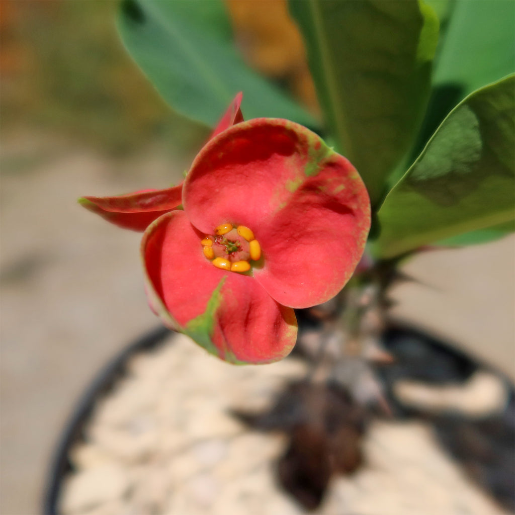 Euphorbia milii Maha sethi ‘Thai’