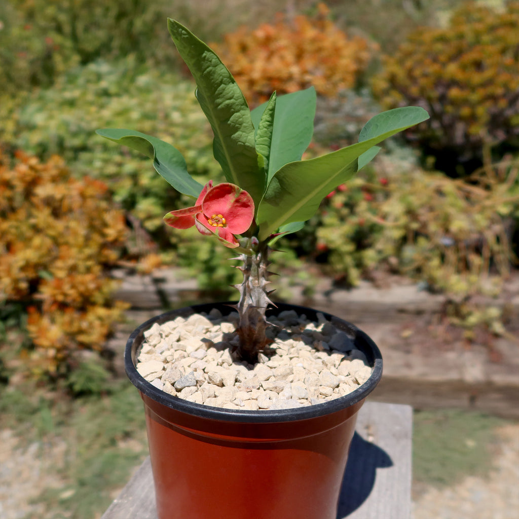 Euphorbia milii Maha sethi ‘Thai’