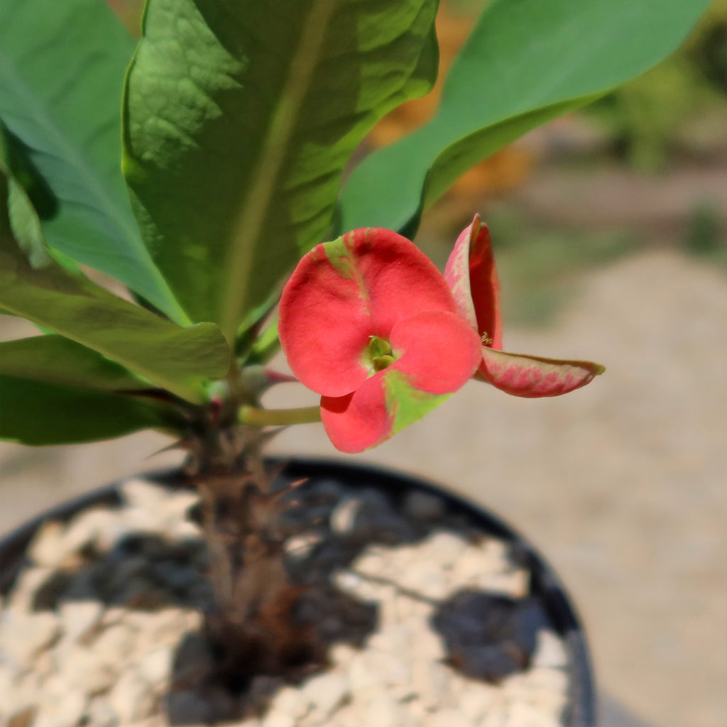 Euphorbia milii Maha sethi ‘Thai’