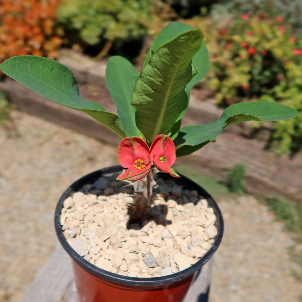 Euphorbia milii Maha sethi ‘Thai’