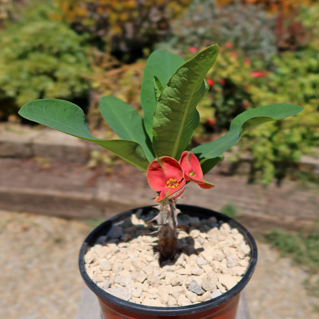 Euphorbia milii Maha sethi ‘Thai’