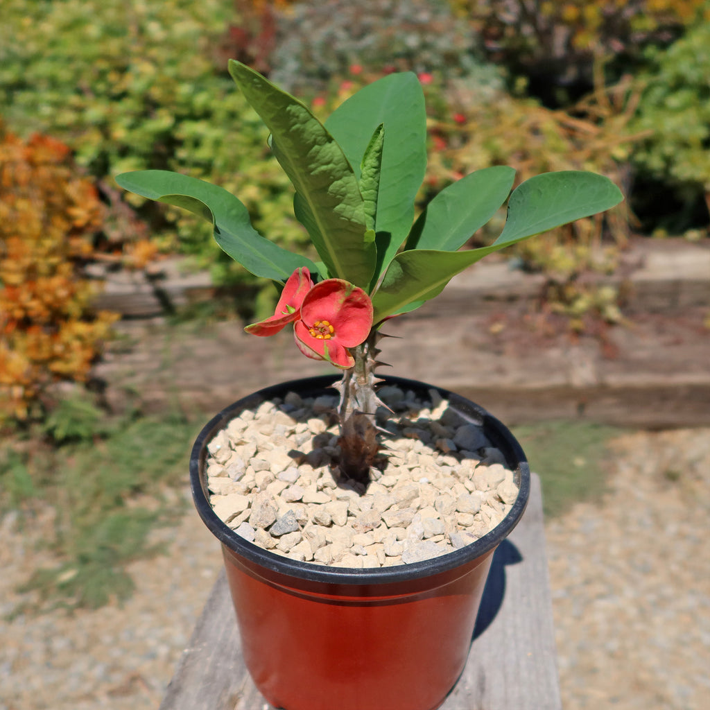Euphorbia milii Maha sethi ‘Thai’