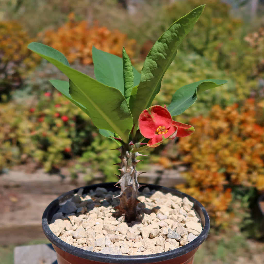 Euphorbia milii Maha sethi ‘Thai’