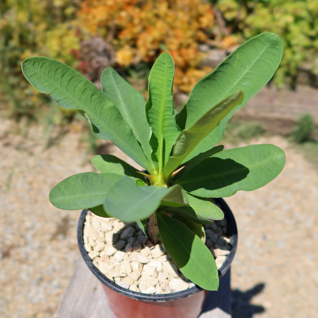 Euphorbia milii grandiflora ‘Peach Melba’