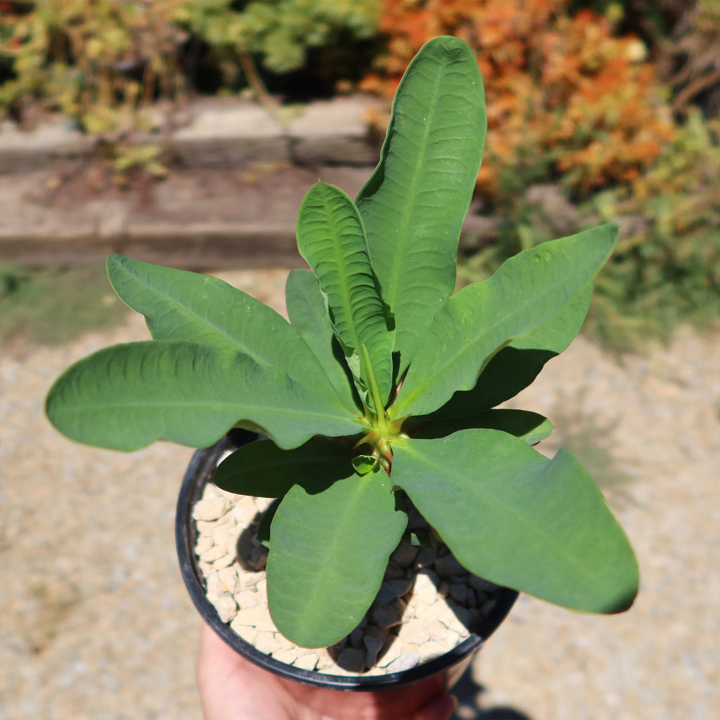 Euphorbia milii grandiflora ‘Peach Melba’