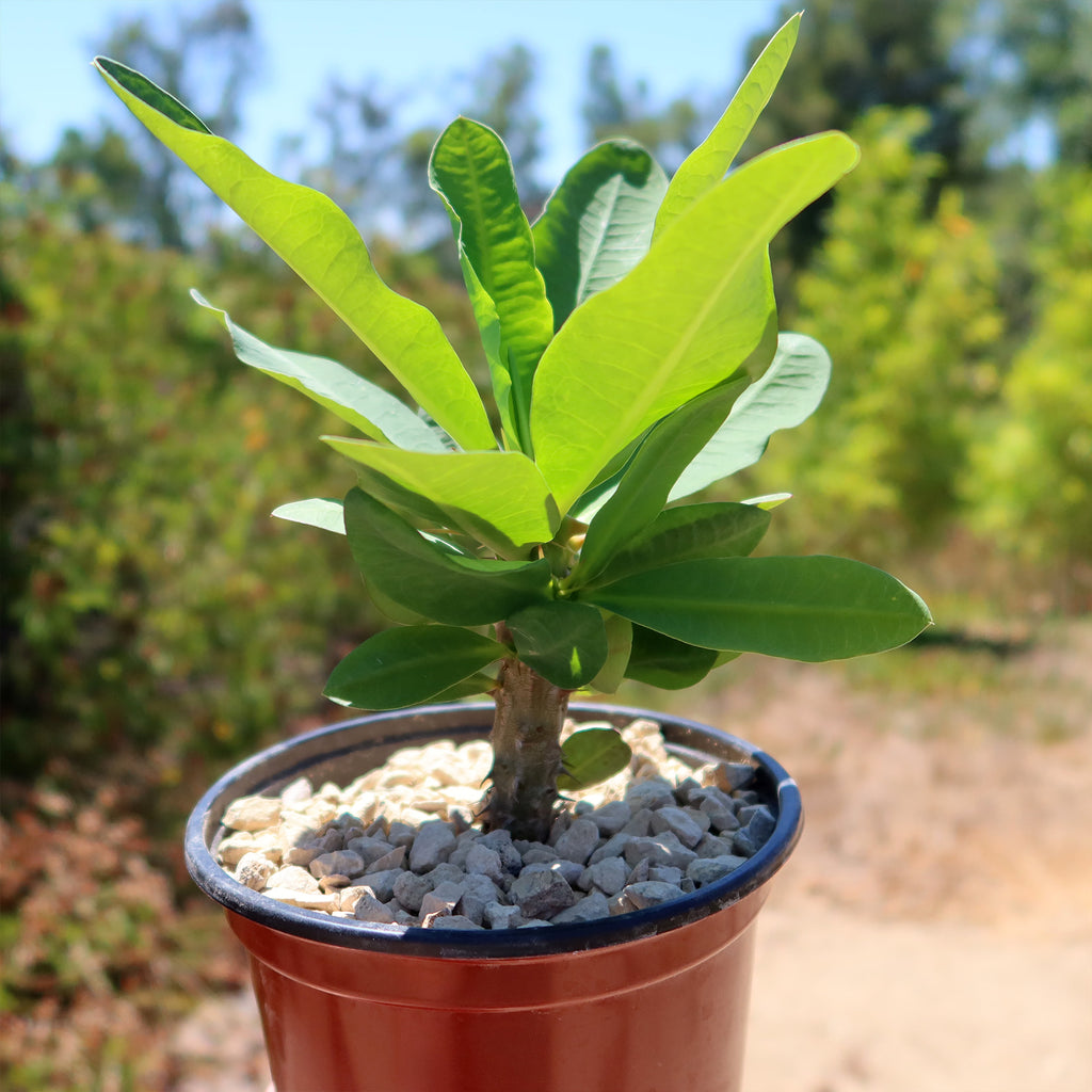 Euphorbia milii grandiflora ‘Peach Melba’