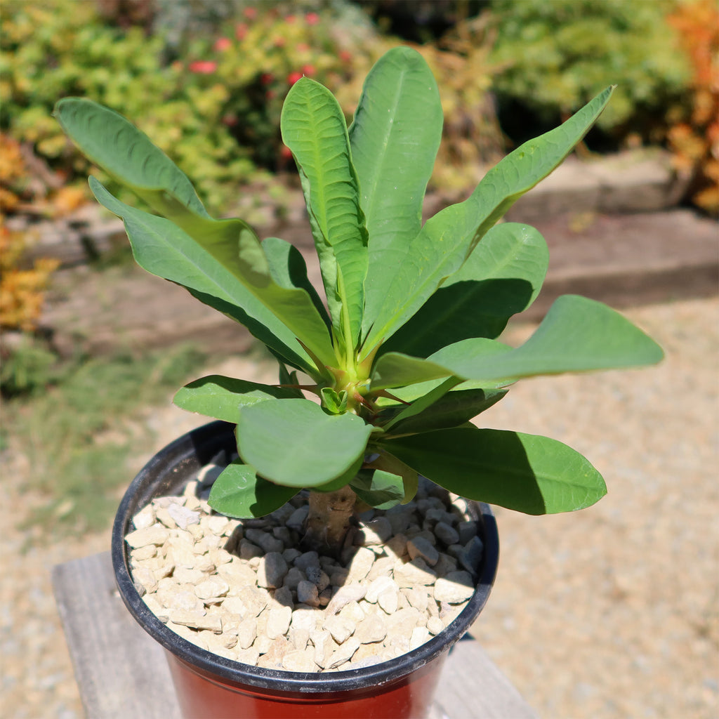 マイセン　ピンクローズ　勿忘草　ニューマルセイユリーフ　② Shop 'Euphorbia milii grandiflora Peach Melba' Care and Info