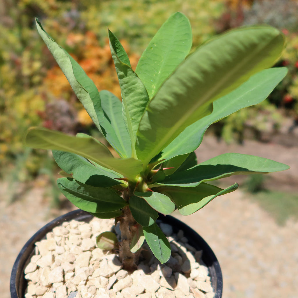 Euphorbia milii grandiflora ‘Peach Melba’