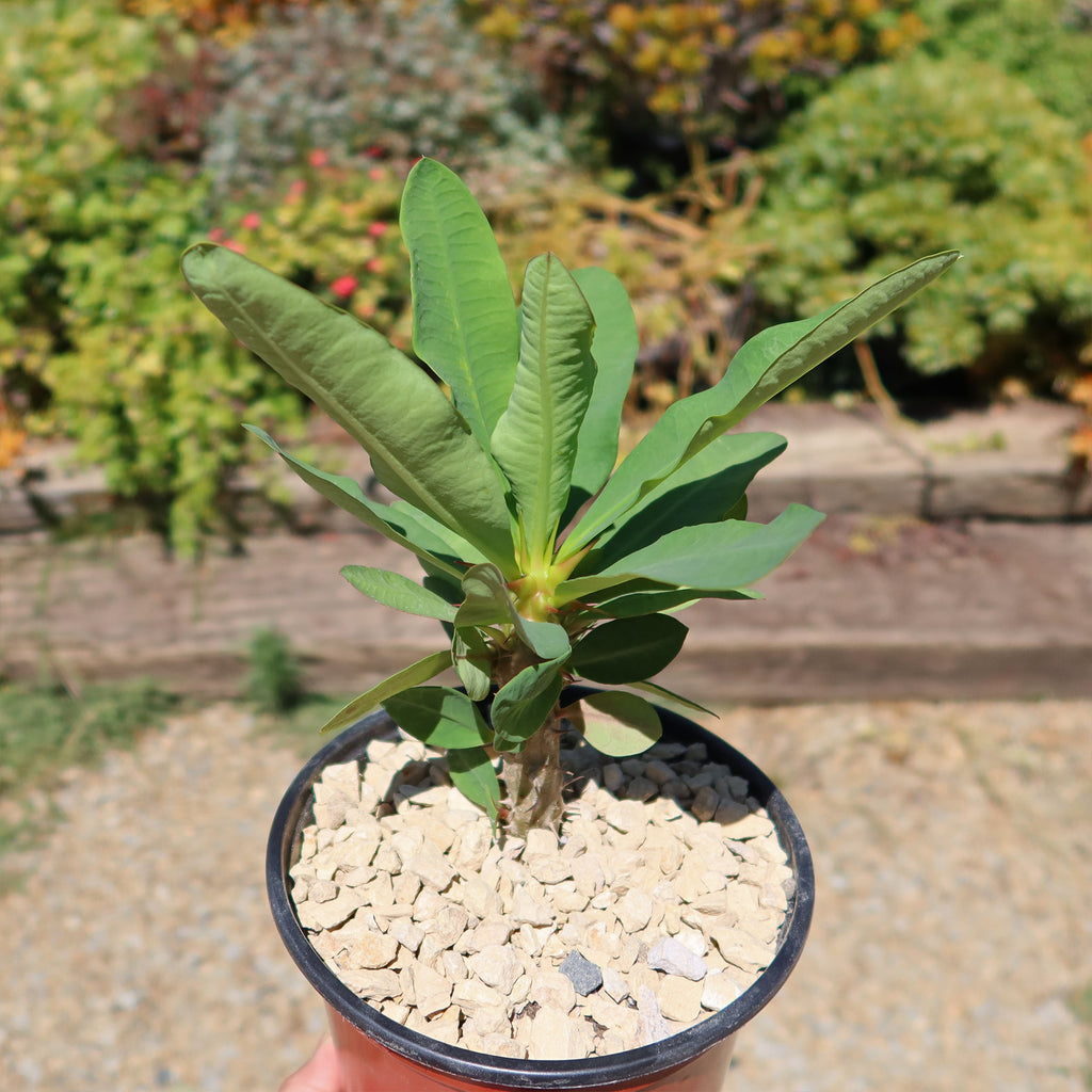 Euphorbia milii grandiflora ‘Peach Melba’