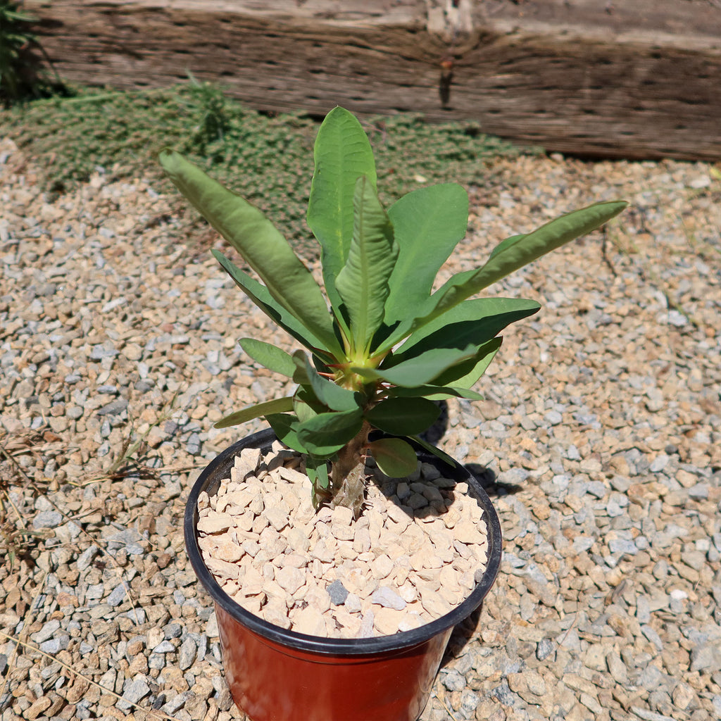 Euphorbia milii grandiflora ‘Peach Melba’