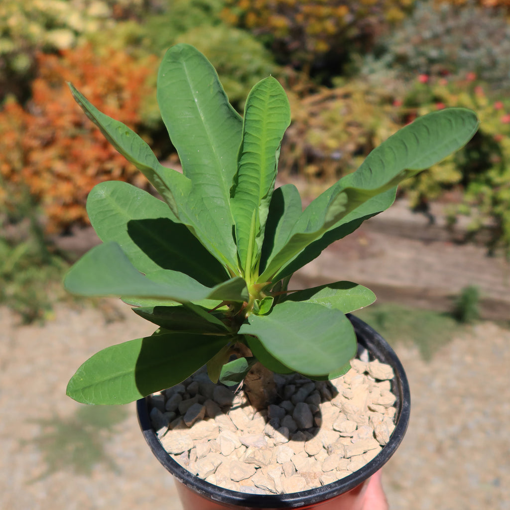 Euphorbia milii grandiflora ‘Peach Melba’